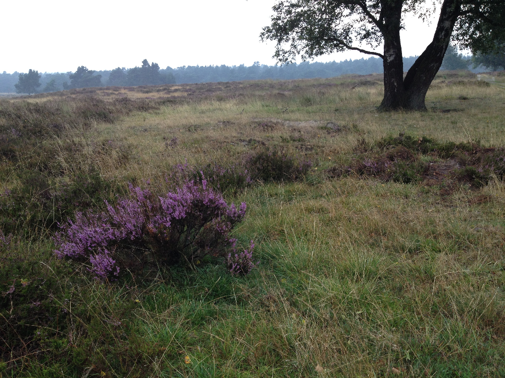 biosmeermiddelen