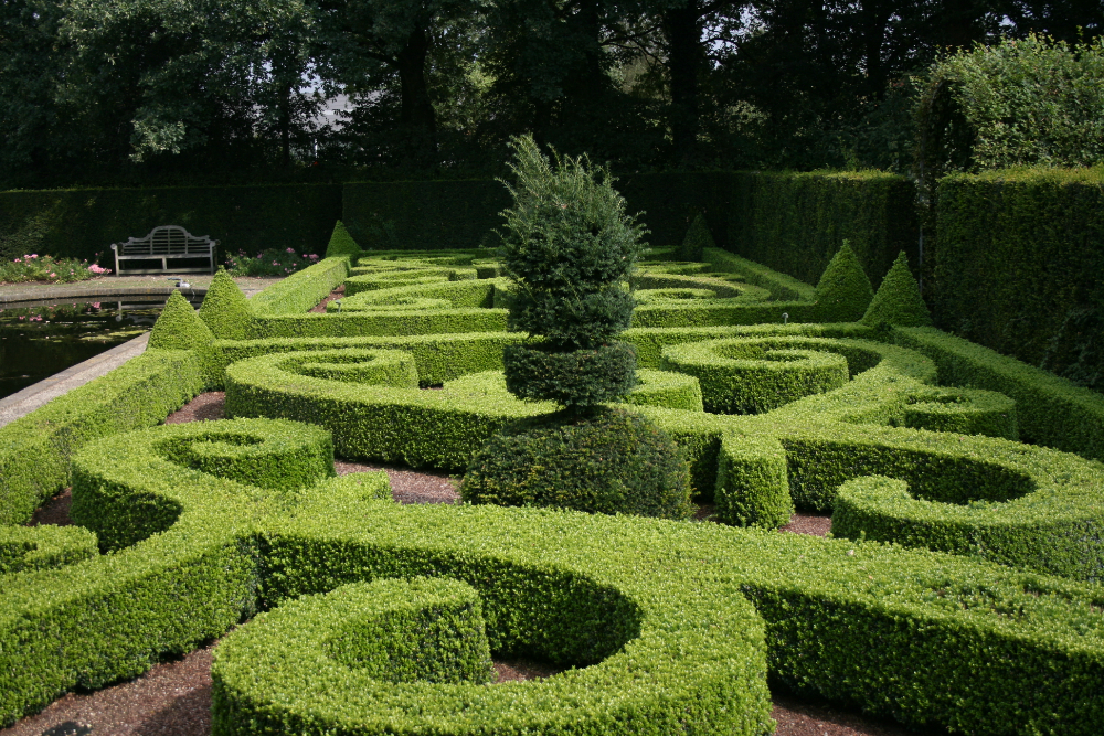 buxus