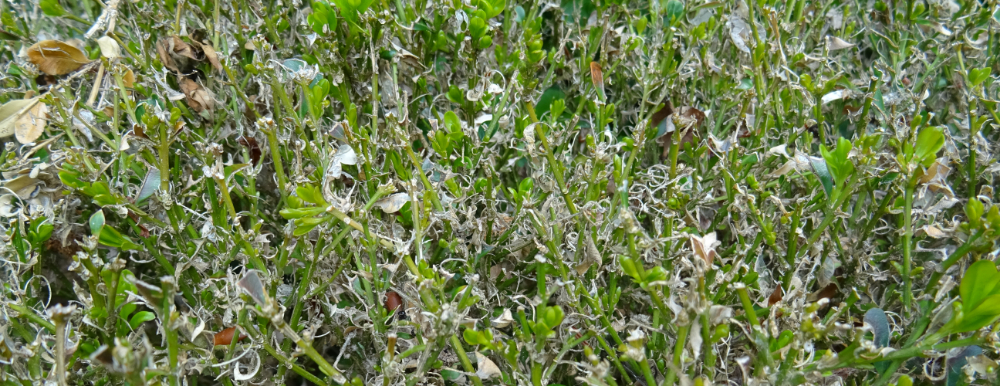 buxus