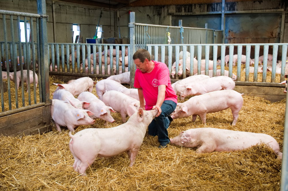 Porc Qualité Ardenne