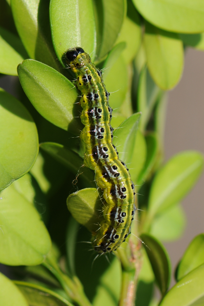 buxusrups
