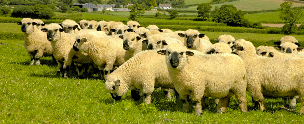 Hampshire lam schaap lamsvlees AHDB Beef & Lamb