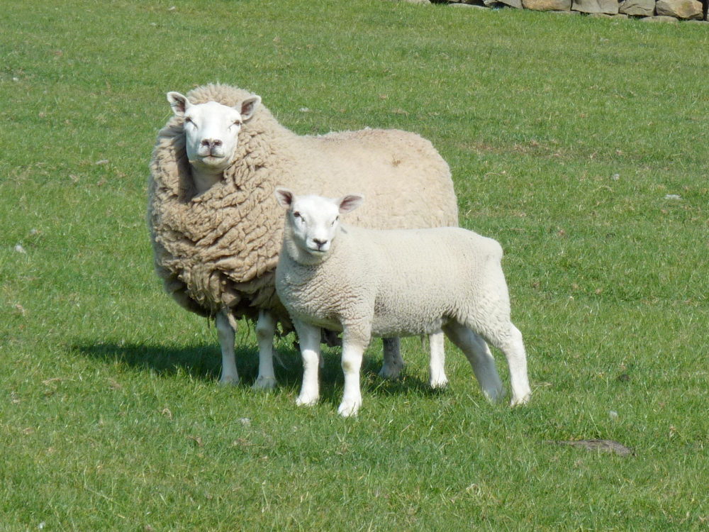 Texelschaap lamsvlees AHDB Beef & Lamb