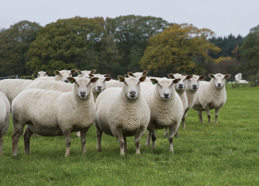 Lamsvlees schapen AHDB Beef & Lamb