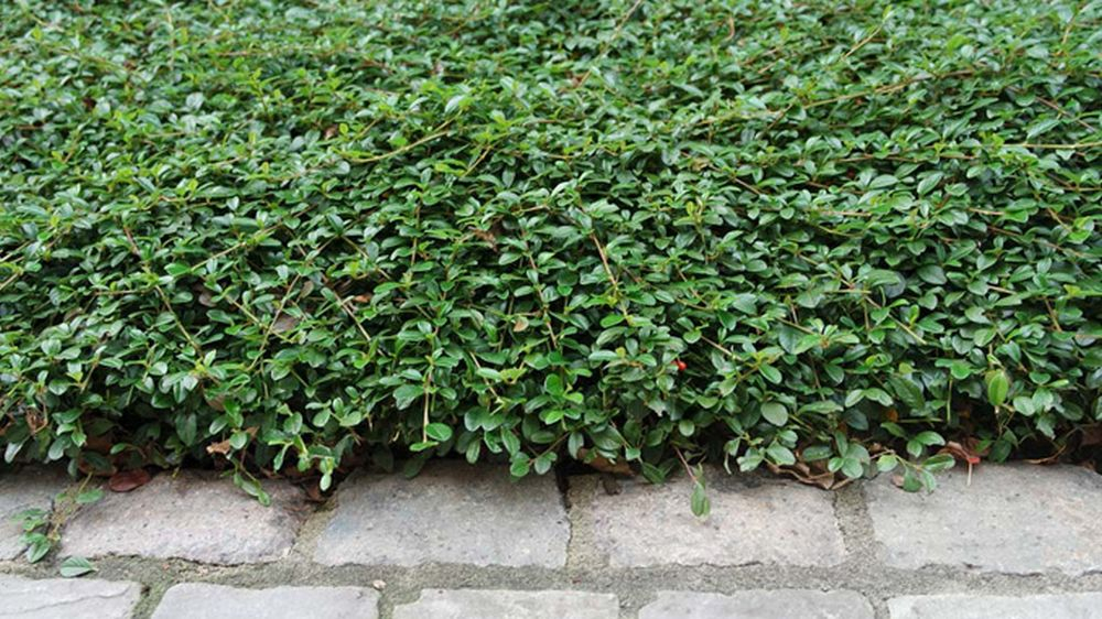bodembedekker preventie onkruid