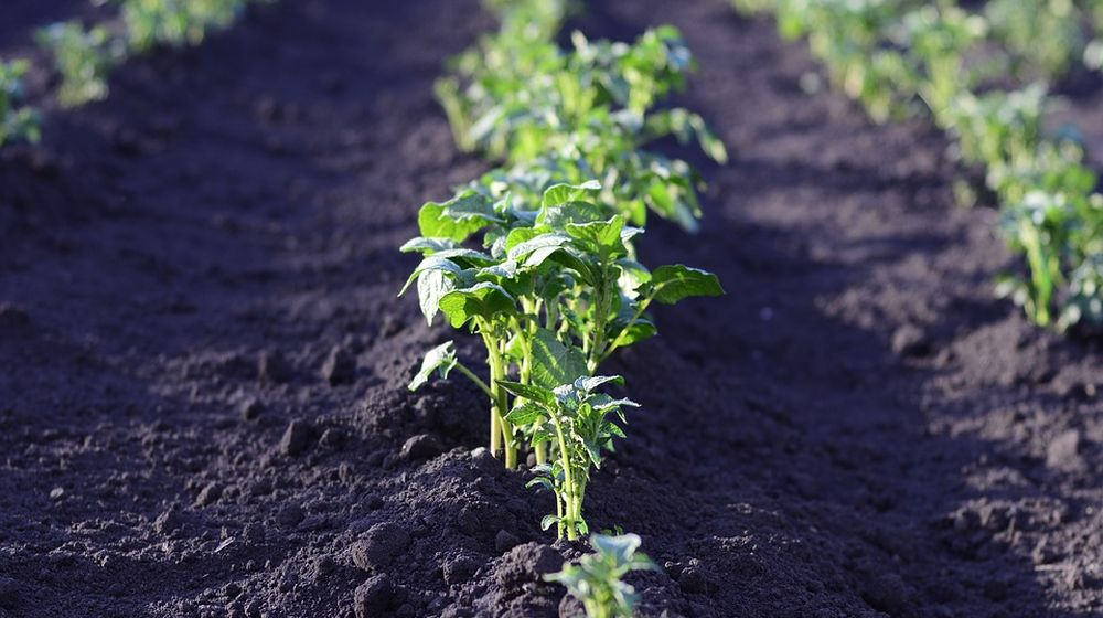 aardappelen planten