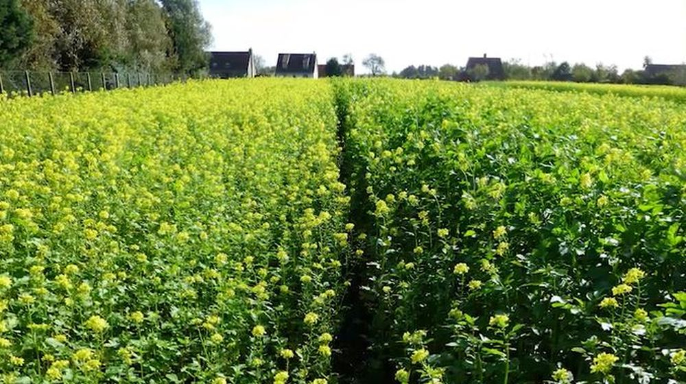 gele mosterd planten