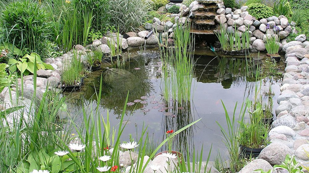 vijverplanten in de vijver