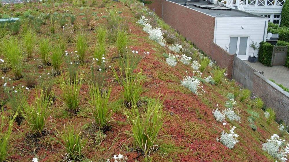 biodiversiteit toit vert