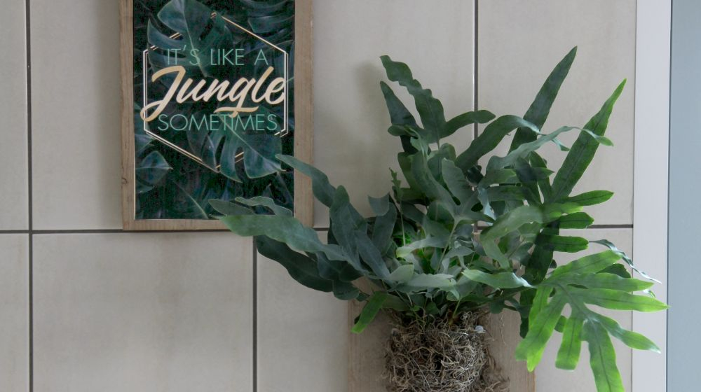 badkamer  kamerplanten