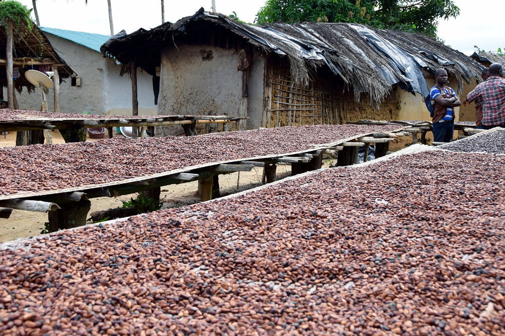 cacaoteelt
