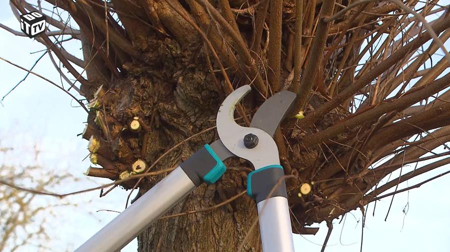 WHAT DO YOU NEED FOR PRUNING?